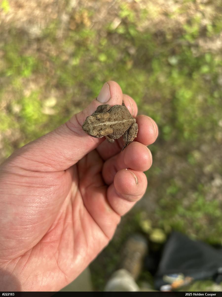 Eastern American Toad