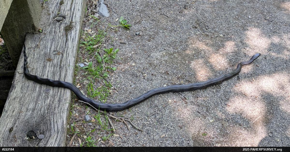 Eastern Ratsnake