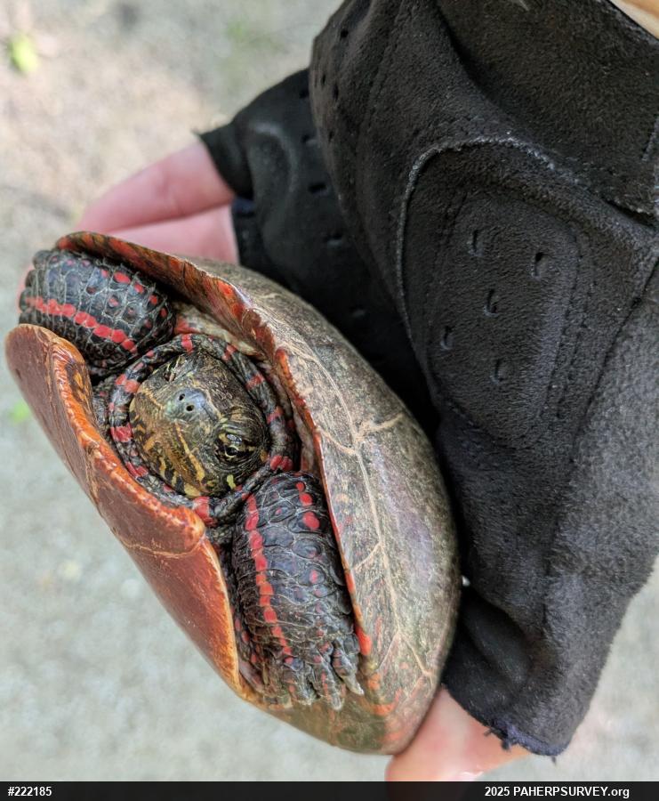 Midland Painted Turtle