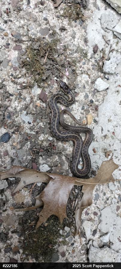 Eastern Gartersnake