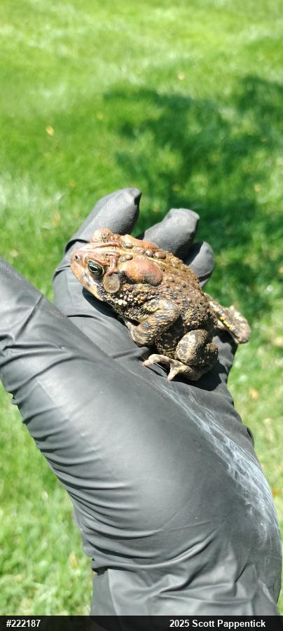 Eastern American Toad