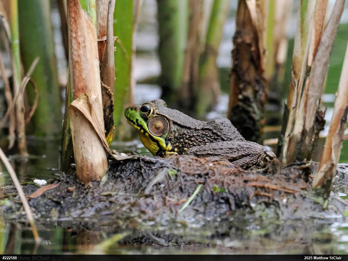 Green Frog