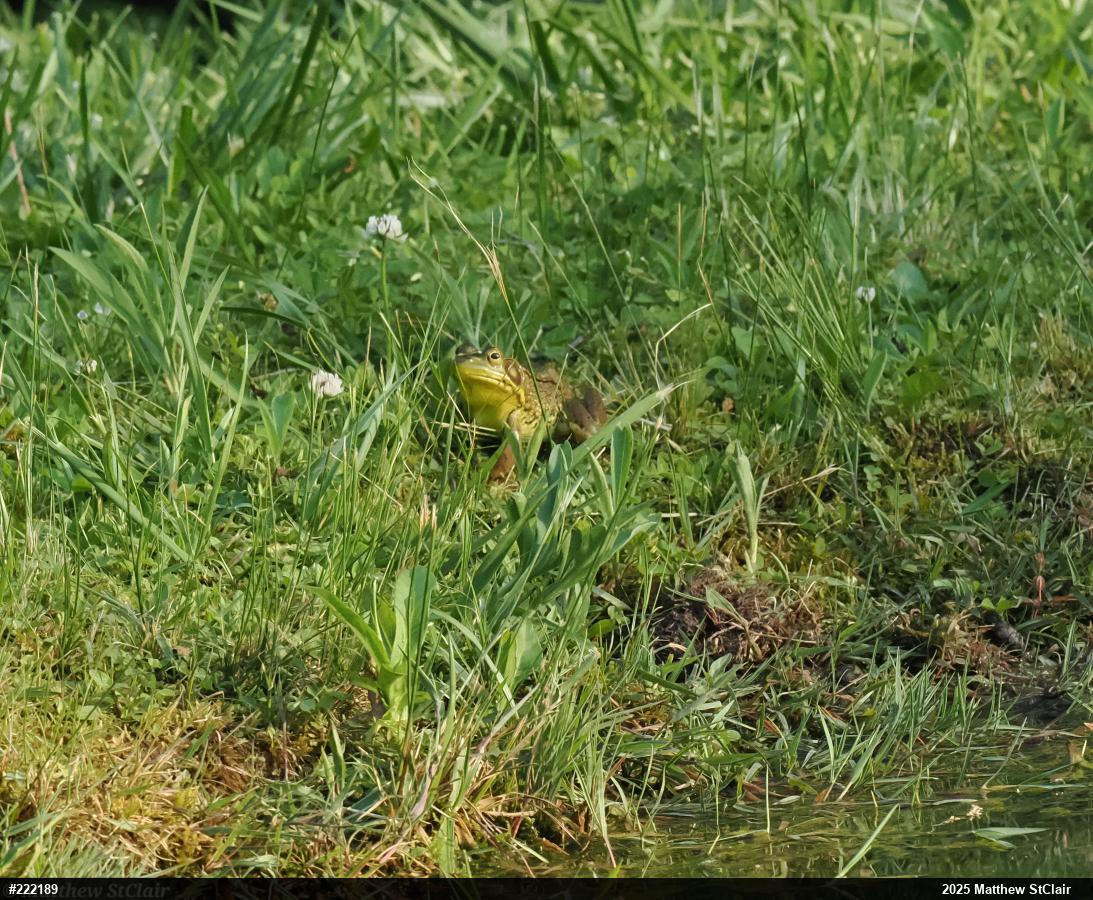 Green Frog