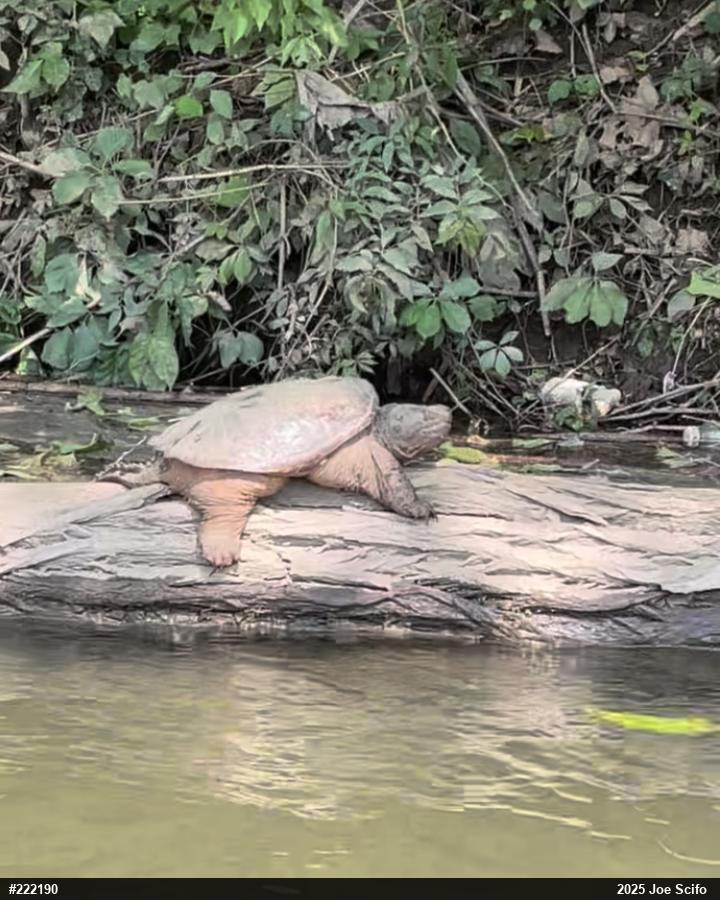 Snapping Turtle