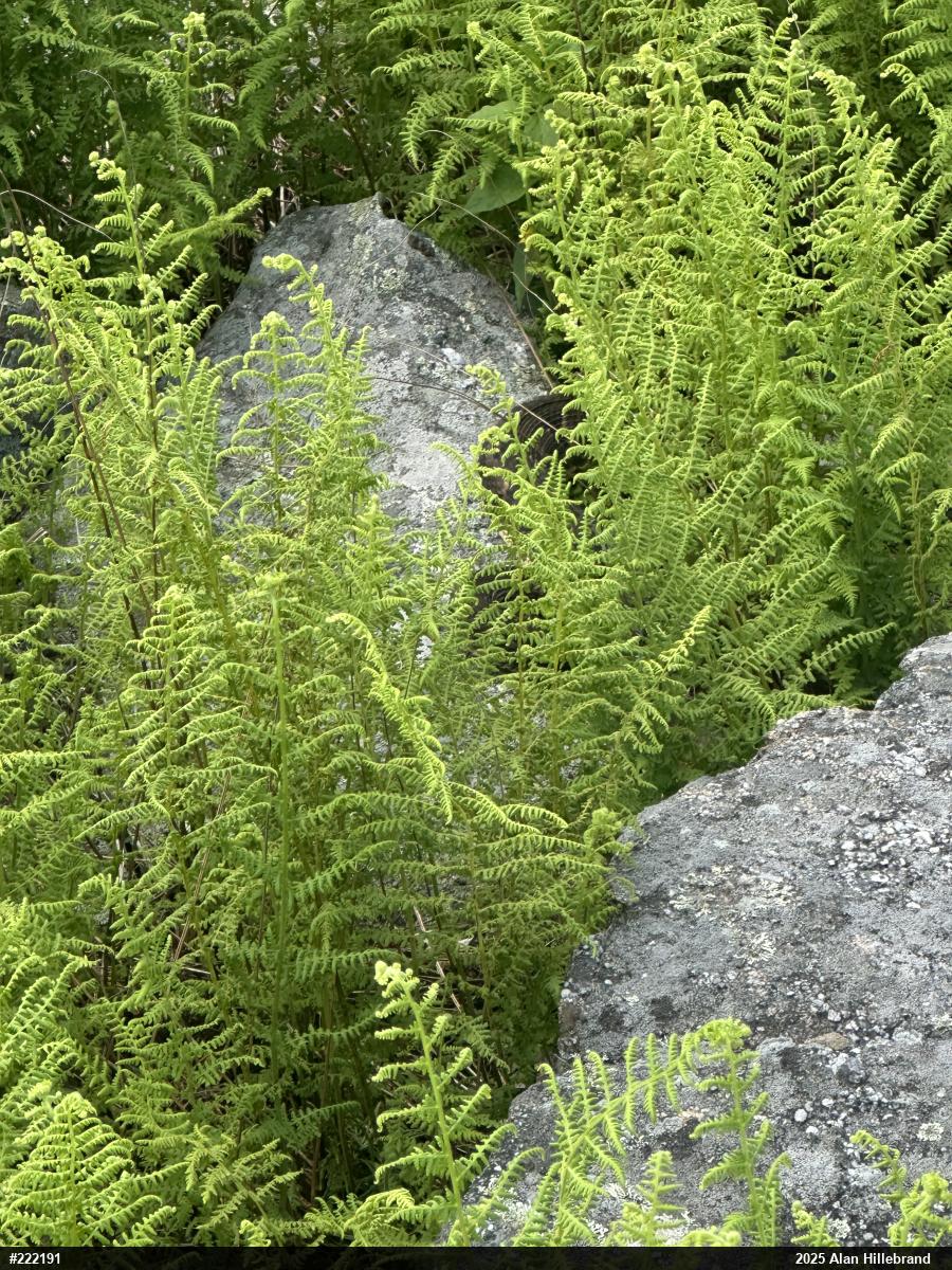 Timber Rattlesnake