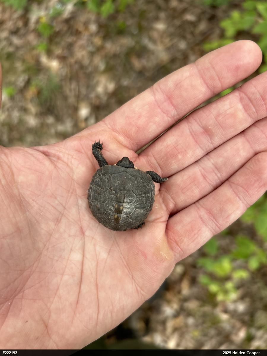 Eastern Box Turtle