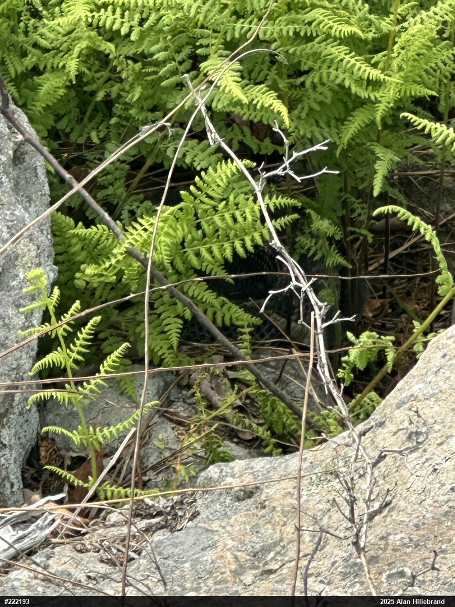 Timber Rattlesnake