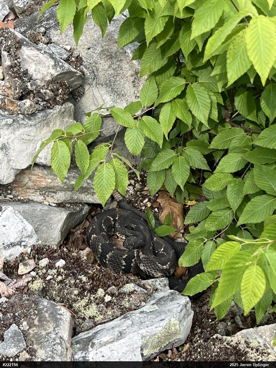 Timber Rattlesnake