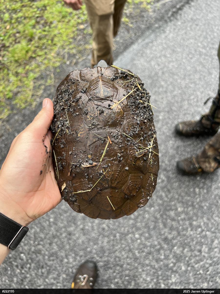 Wood Turtle