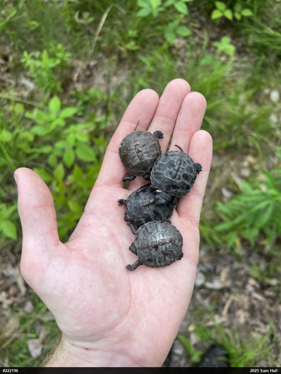 Eastern Box Turtle