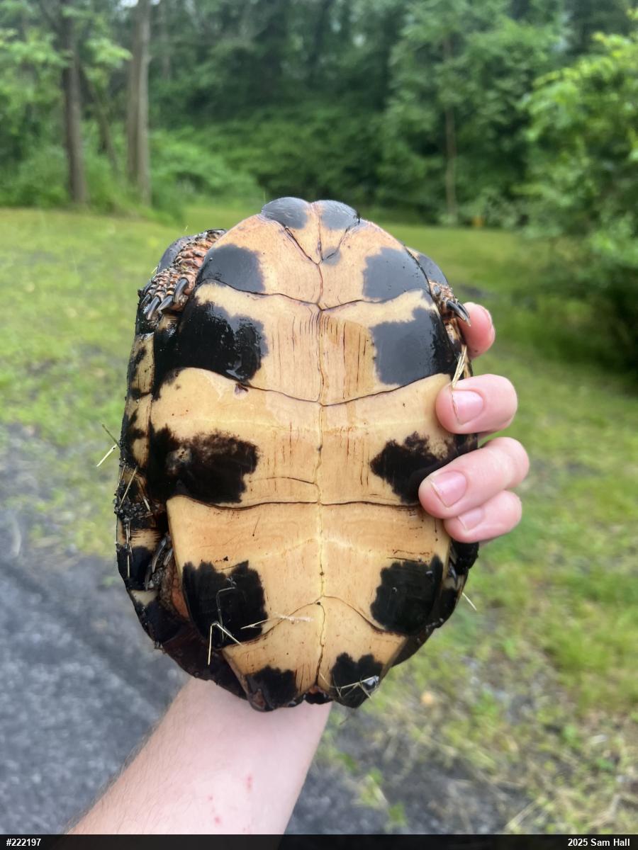 Wood Turtle