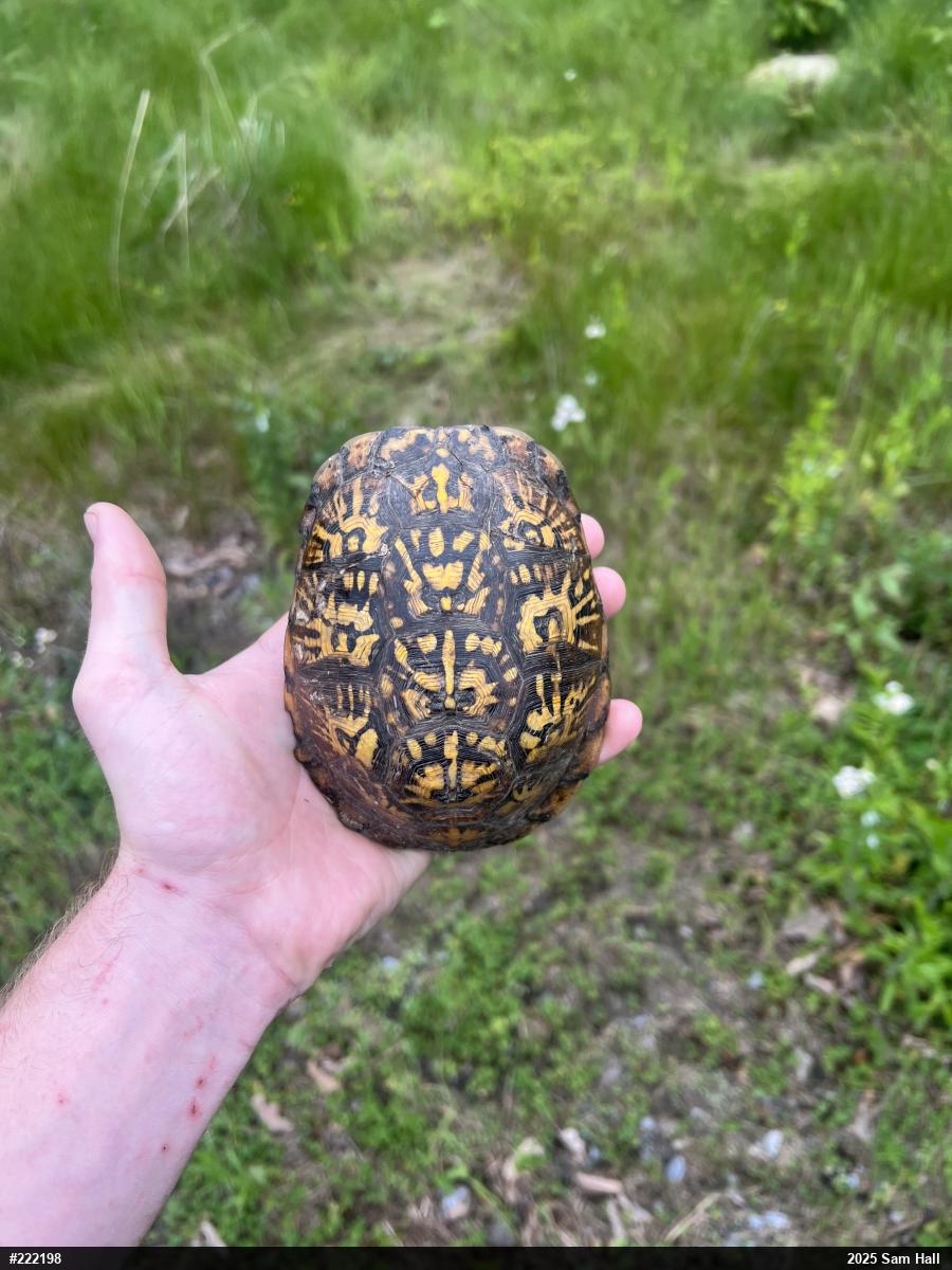 Eastern Box Turtle