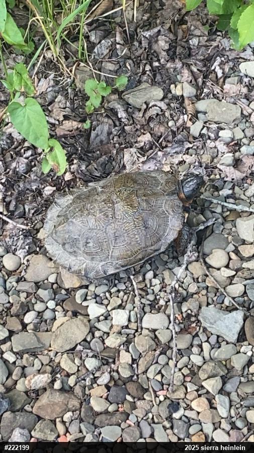 Wood Turtle