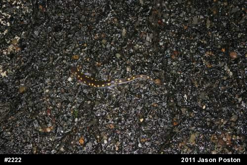 Spotted Salamander
