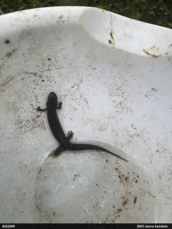 Northern Dusky Salamander