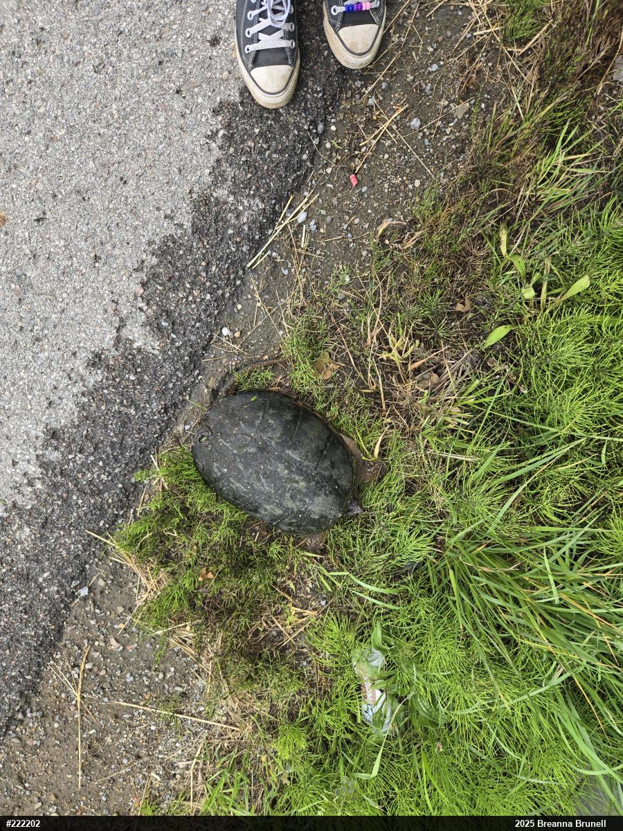 Snapping Turtle