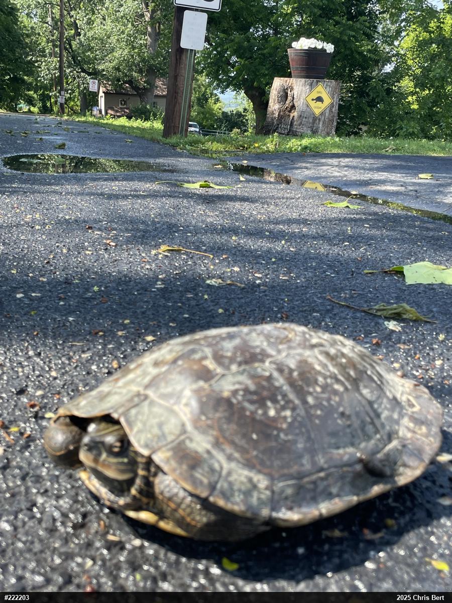 Northern Map Turtle
