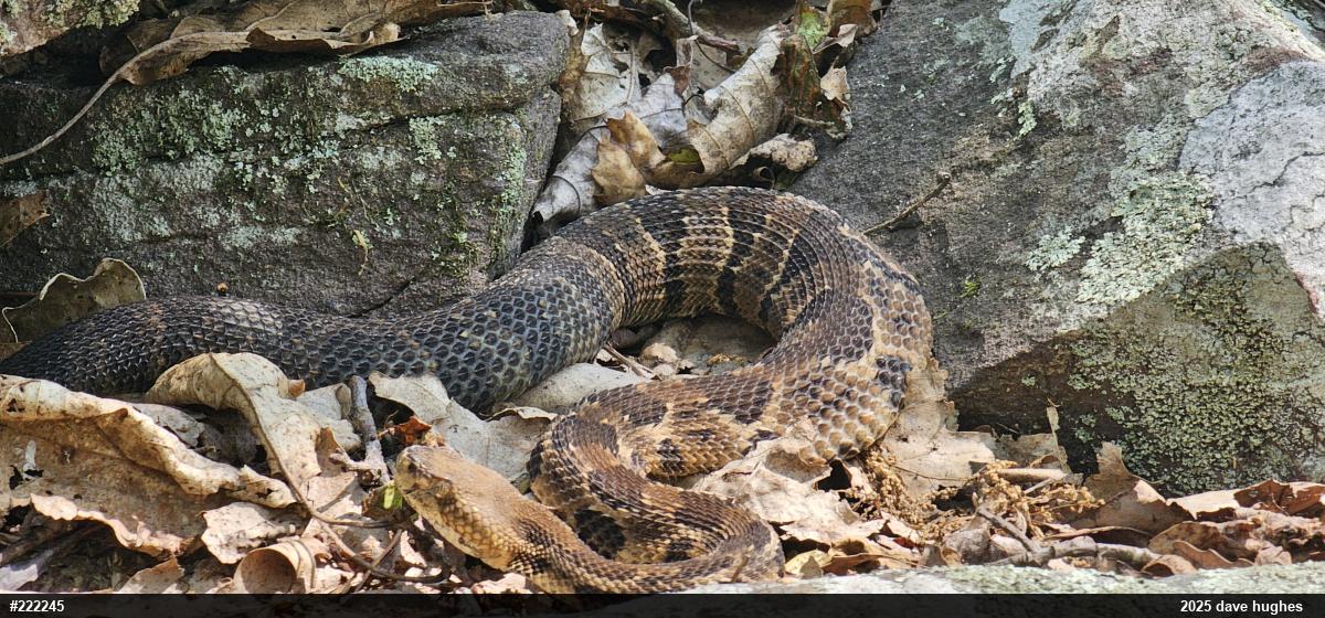 Timber Rattlesnake