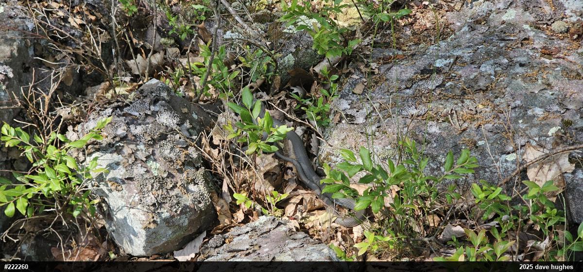 Northern Black Racer