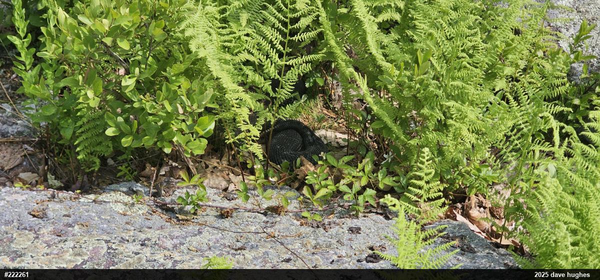 Timber Rattlesnake
