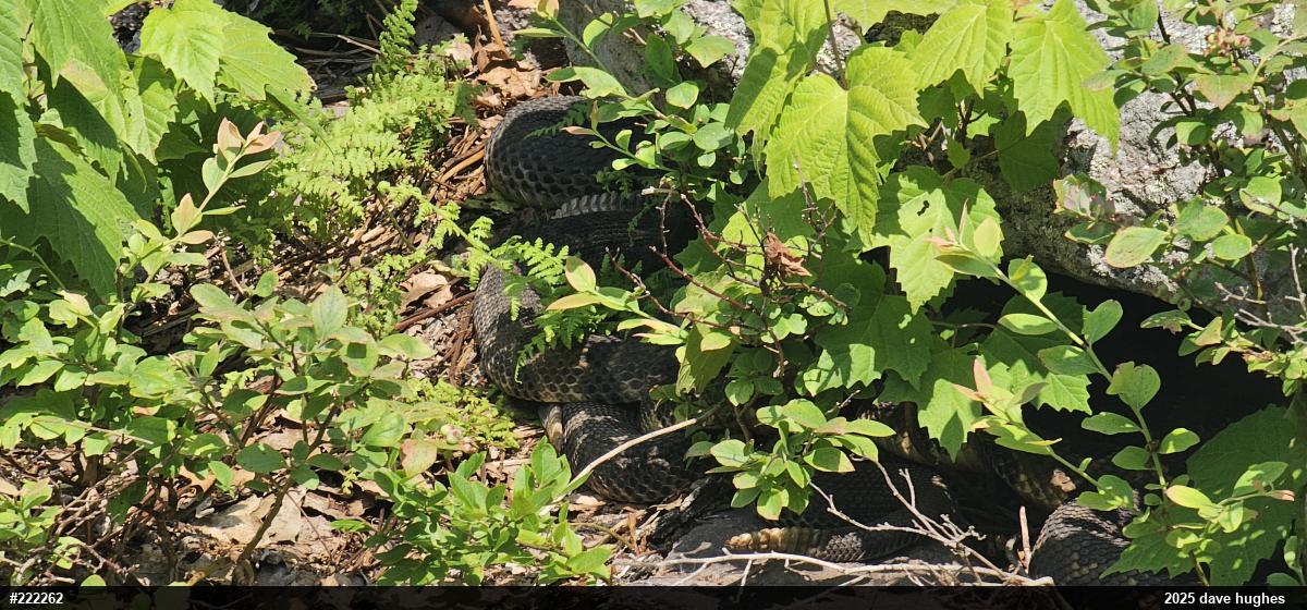 Timber Rattlesnake