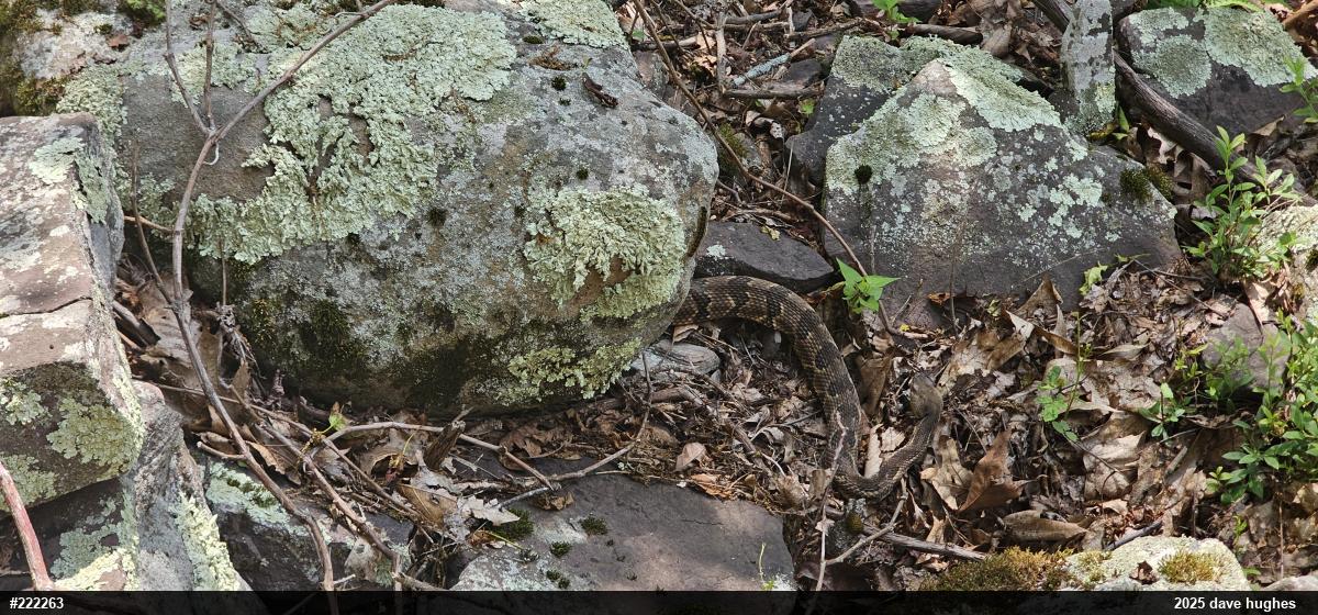 Timber Rattlesnake