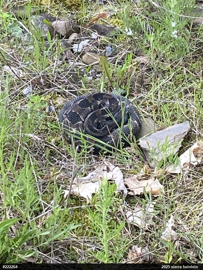 Timber Rattlesnake