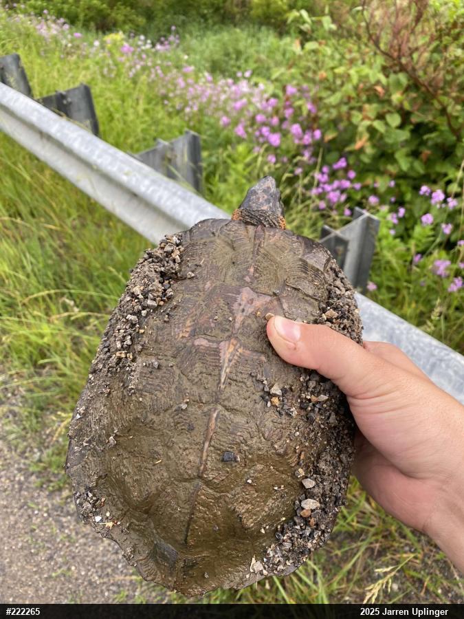 Wood Turtle