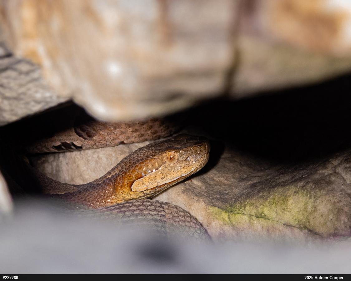 Northern Copperhead