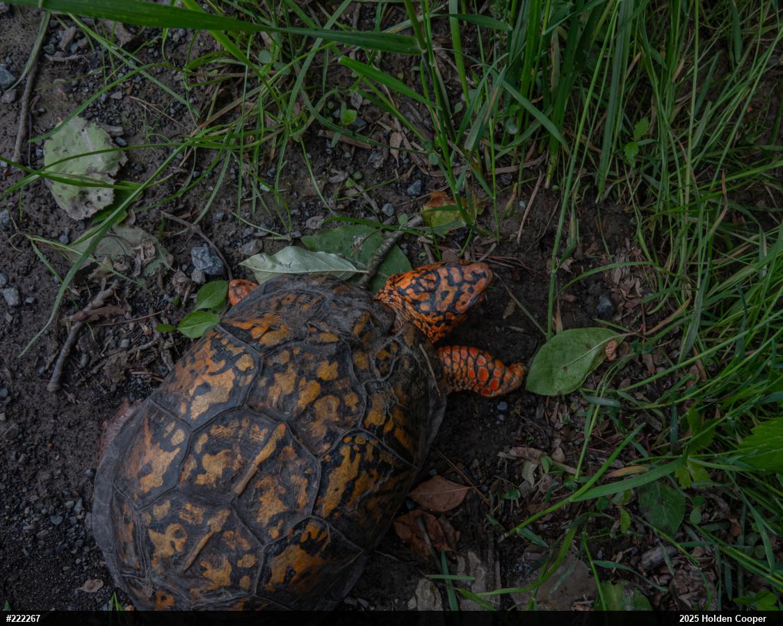 Eastern Box Turtle