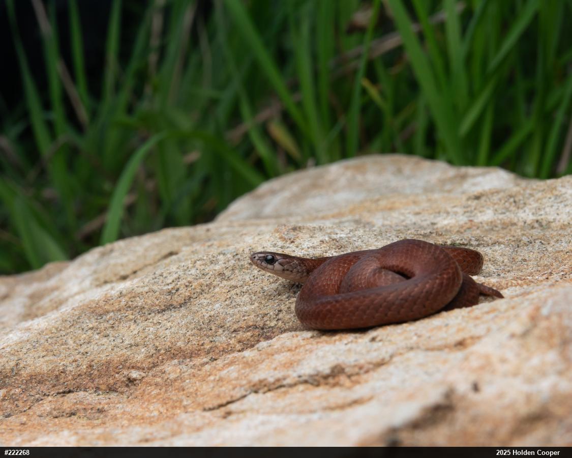 Mountain Earthsnake