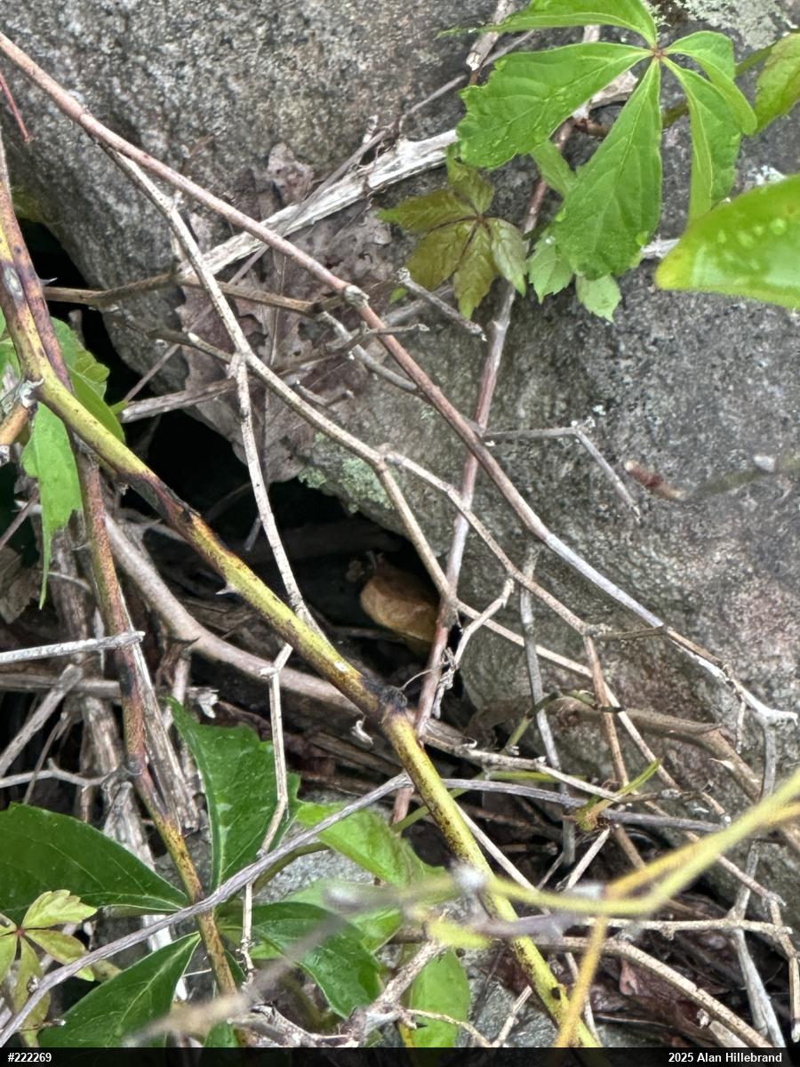 Northern Copperhead