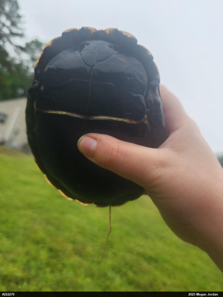Eastern Box Turtle