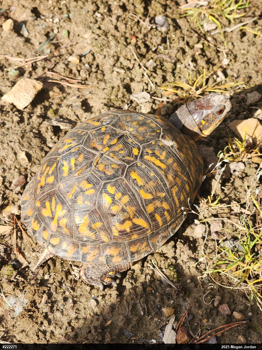 Eastern Box Turtle
