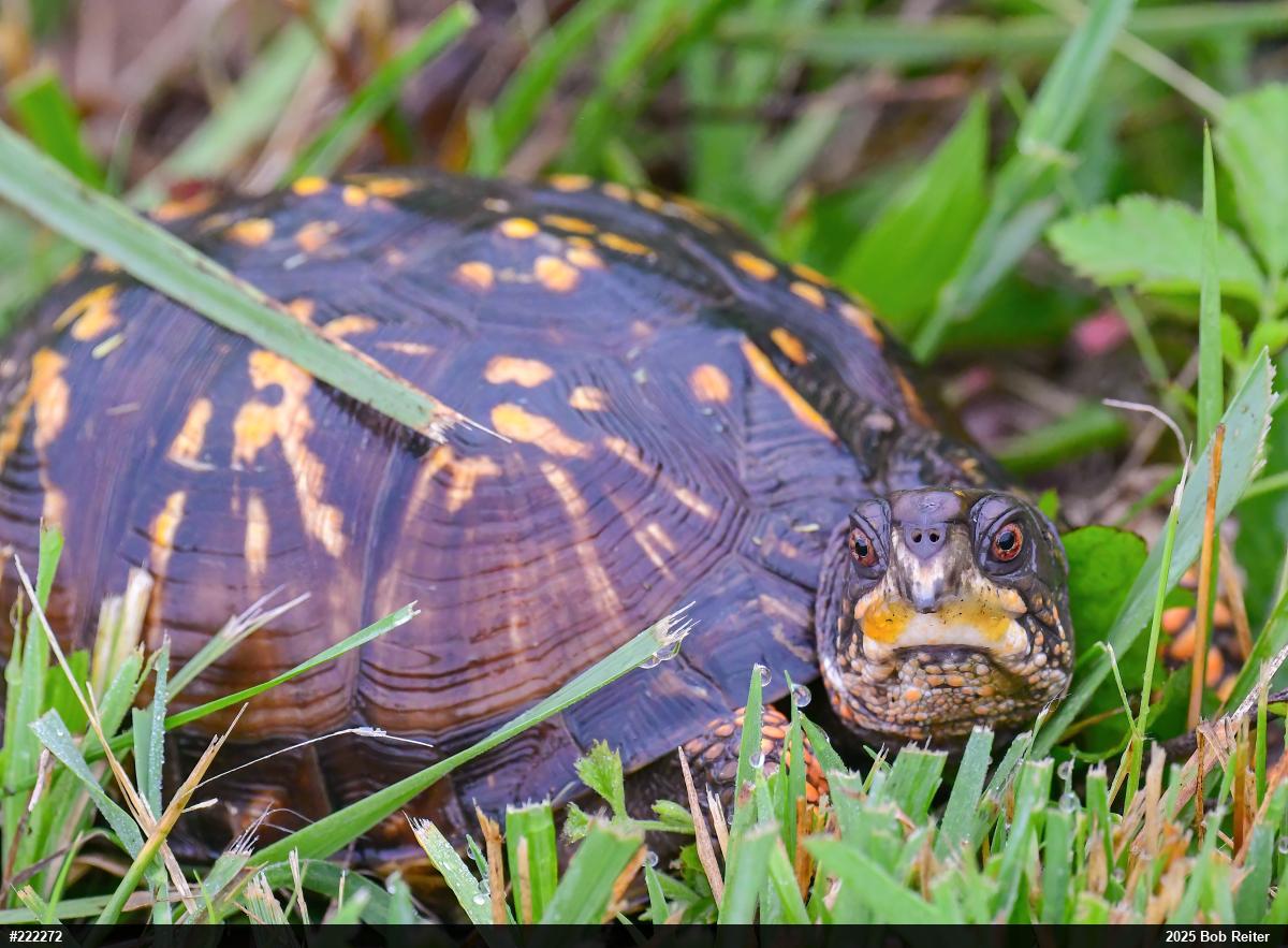 Eastern Box Turtle