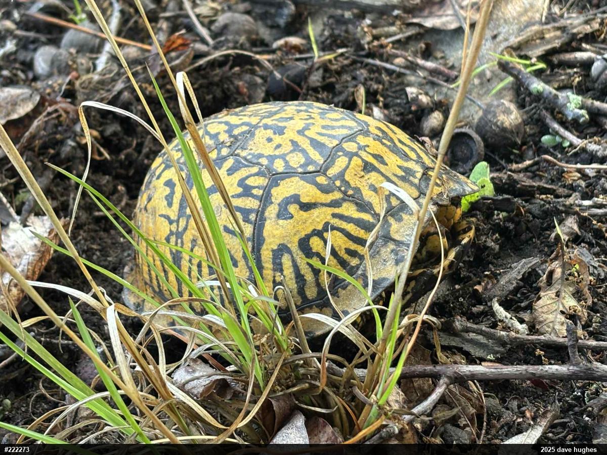 Eastern Box Turtle