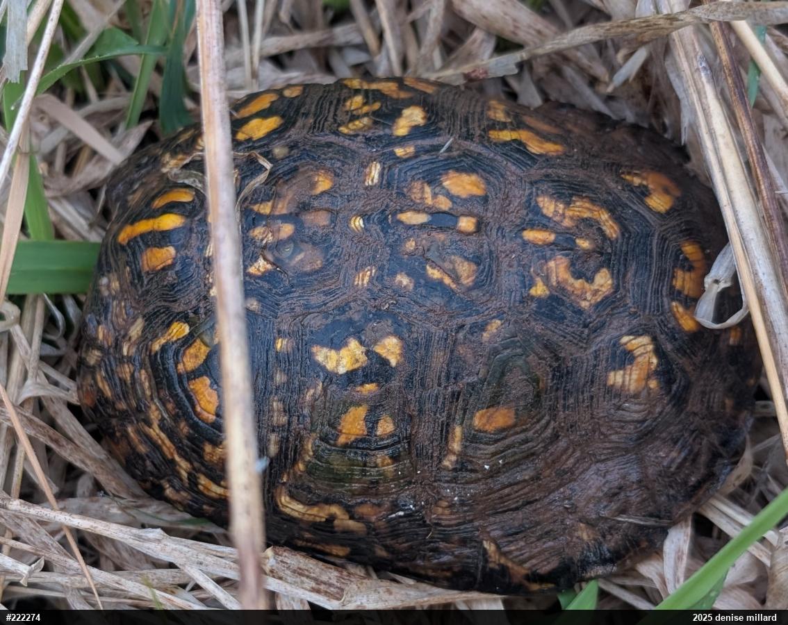 Eastern Box Turtle