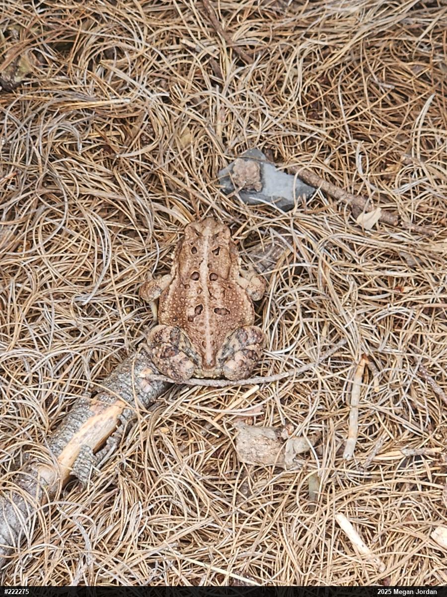 Eastern American Toad
