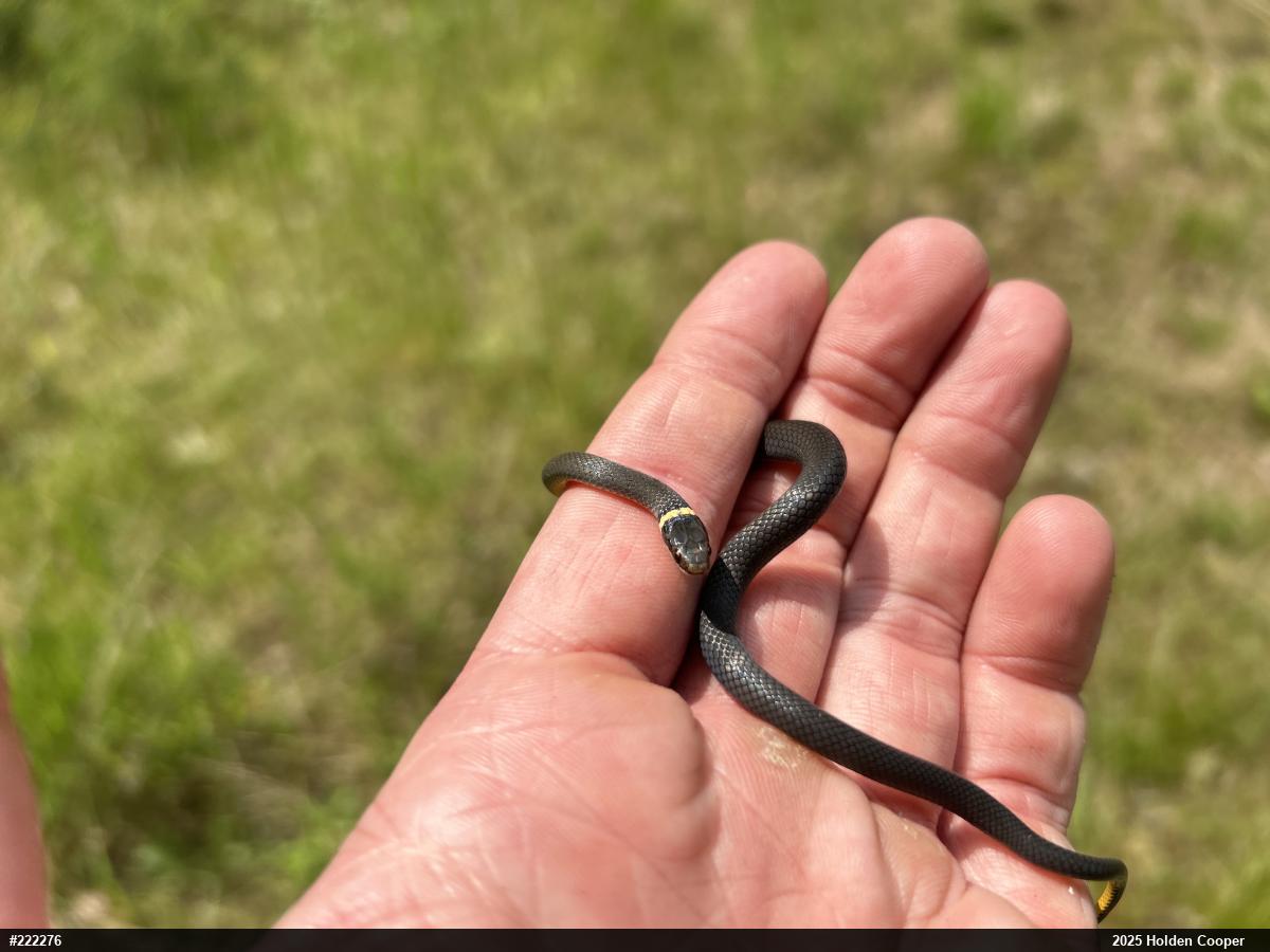 Northern Ring-necked Snake