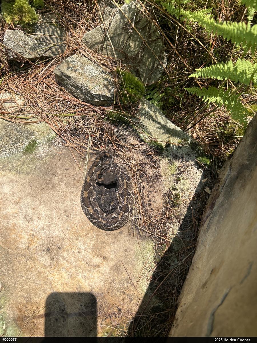 Timber Rattlesnake