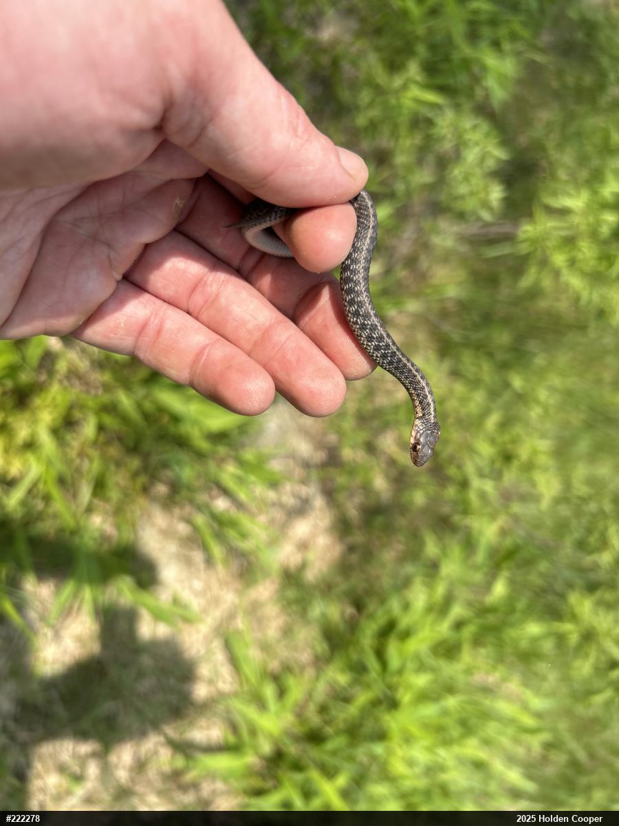 Eastern Gartersnake