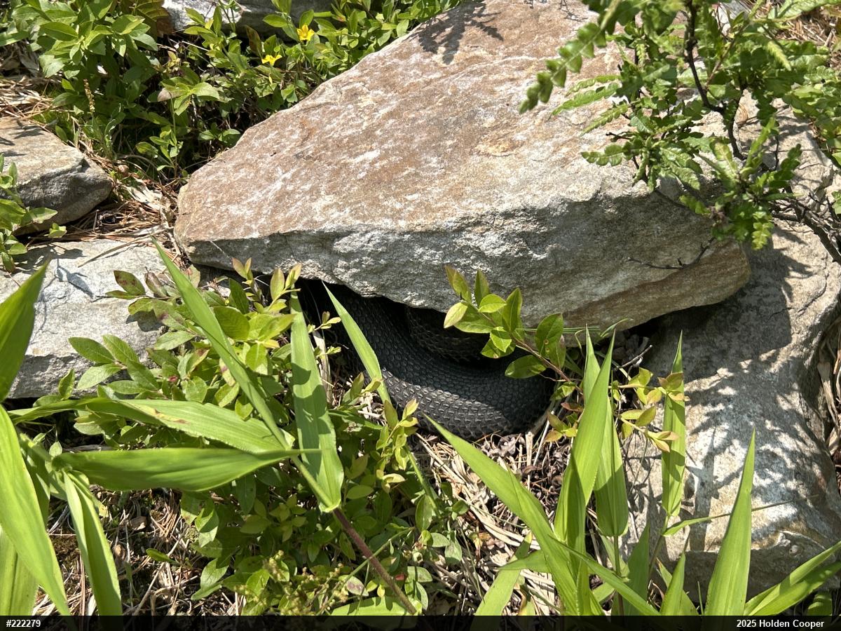 Timber Rattlesnake