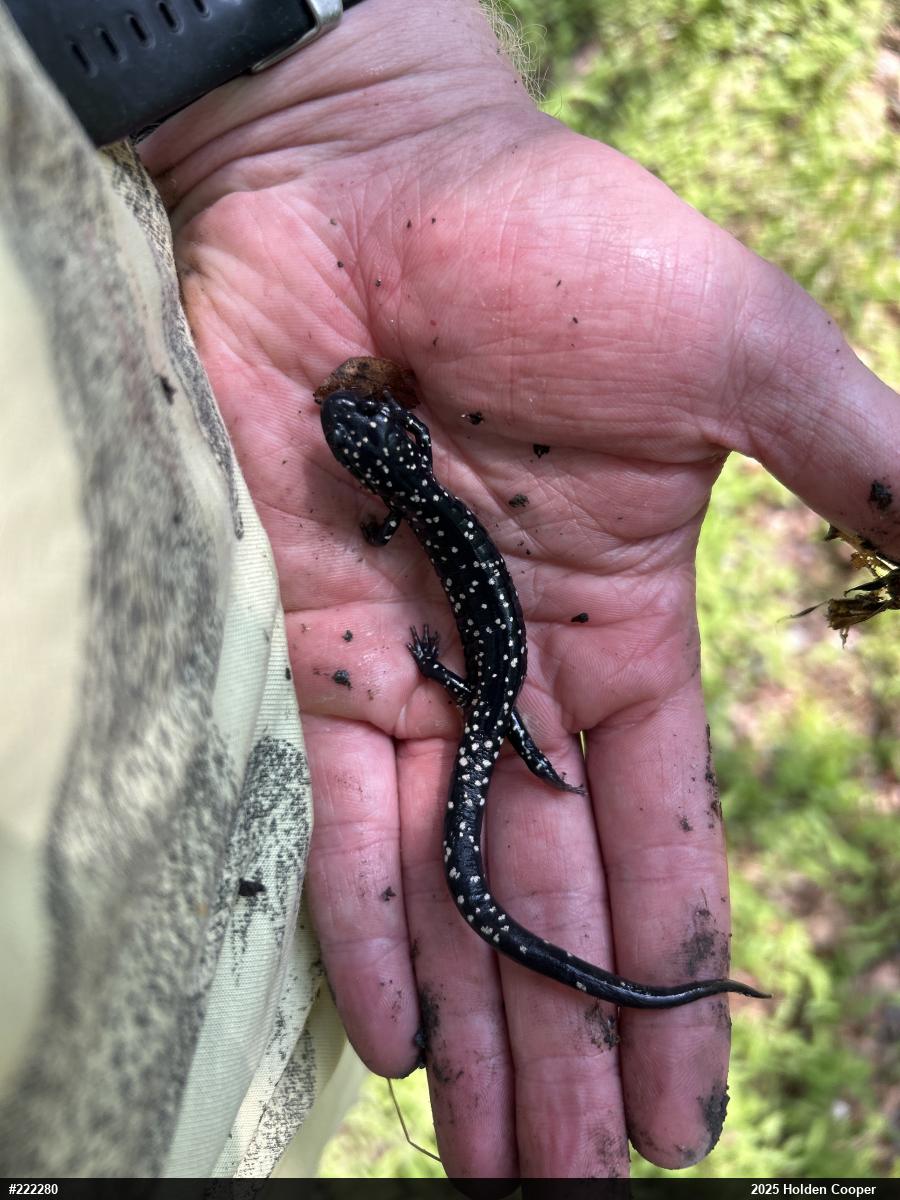 Northern Slimy Salamander