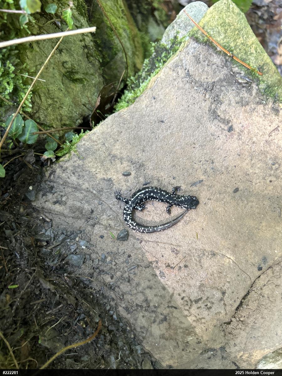 Northern Slimy Salamander