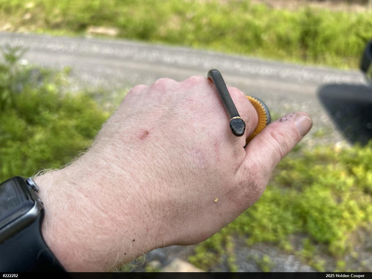 Northern Ring-necked Snake