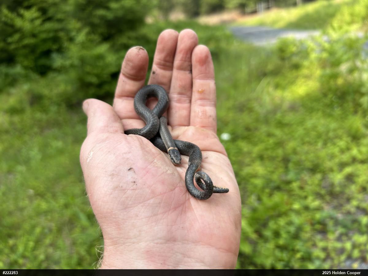 Northern Ring-necked Snake