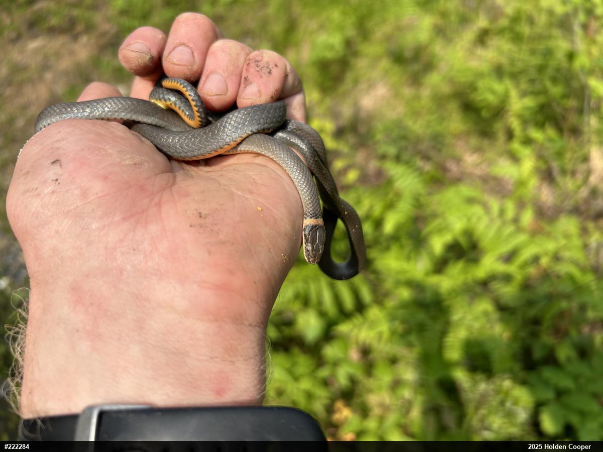 Northern Ring-necked Snake