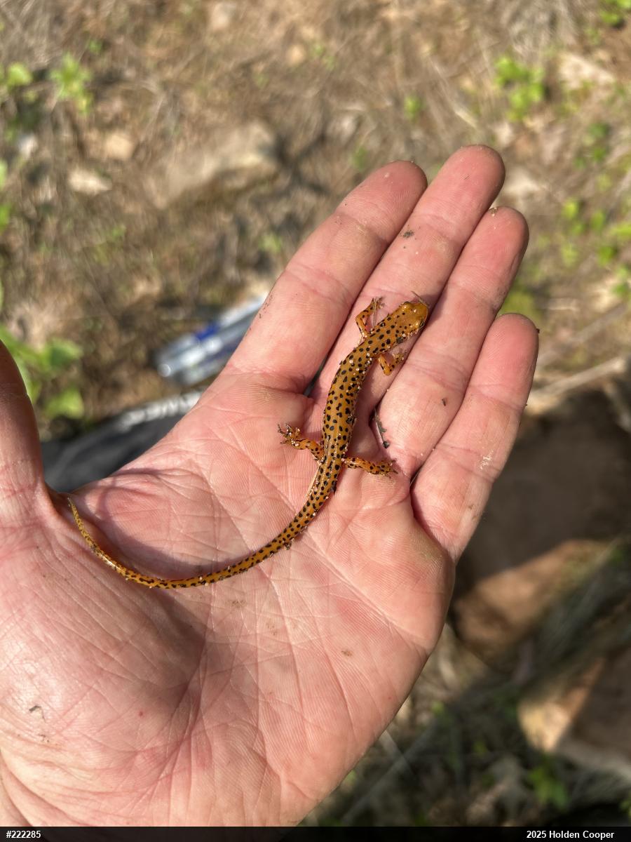 Eastern Long-tailed Salamander