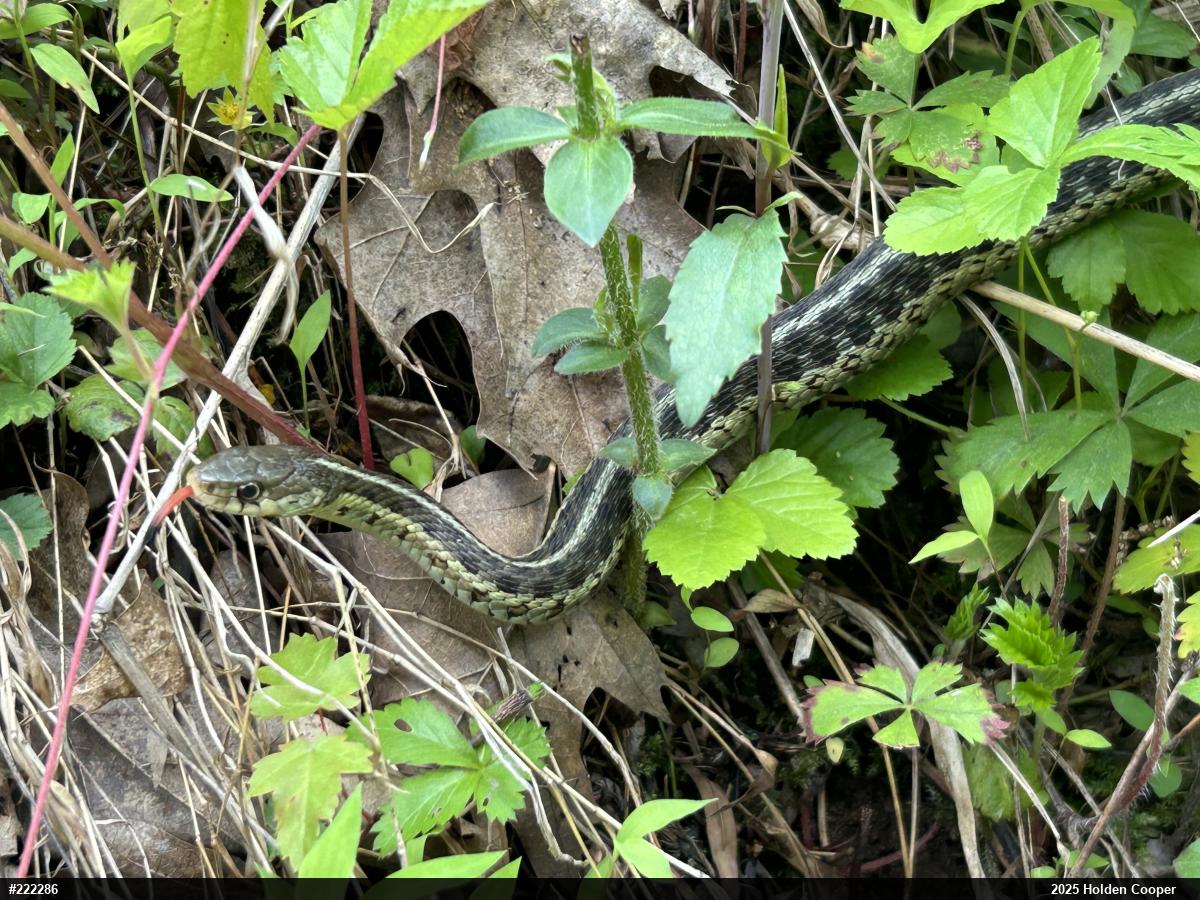 Eastern Gartersnake
