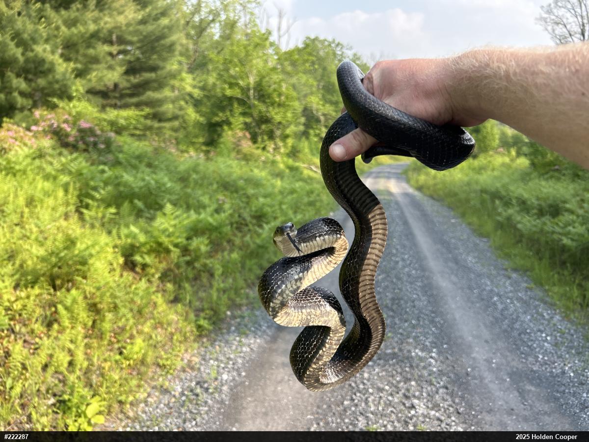 Eastern Ratsnake
